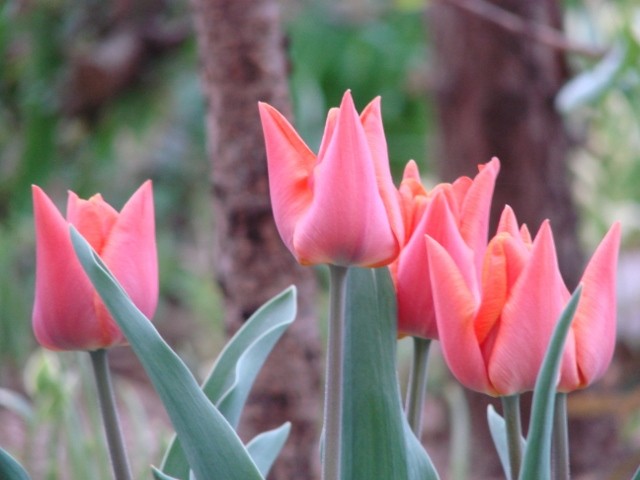 tulipani ciglasti